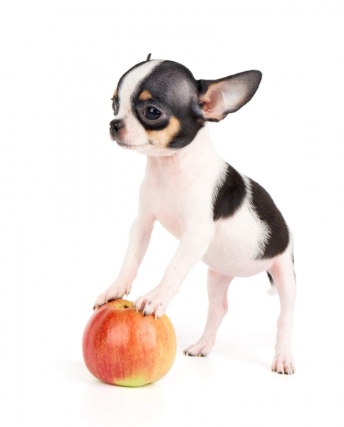 Black And White Apple Head Chihuahua With An Actual Apple Apple Head Chihuahua Cute