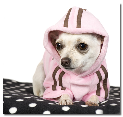 chihuahua adidas hoodie