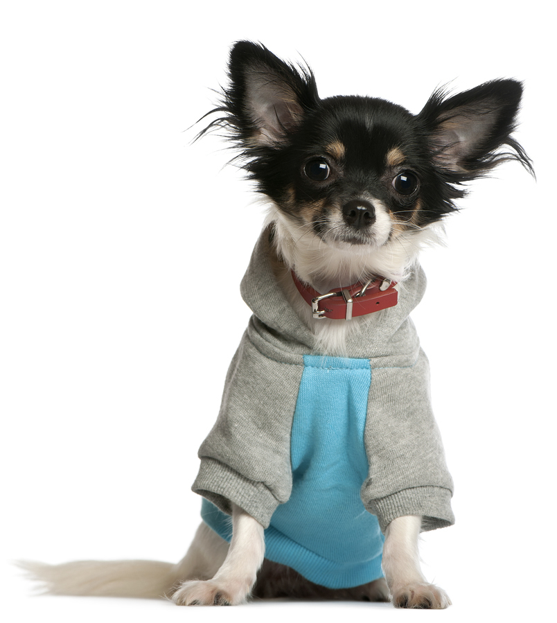 toy chihuahua sweaters