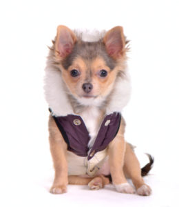 Chihuahua Clothes and Accessories at The Chihuahua Wardrobe!