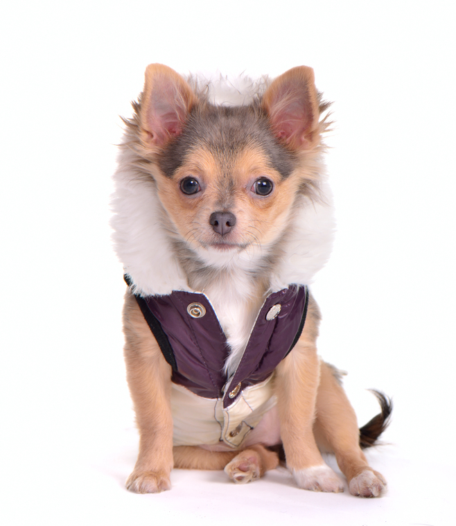 extra small dog clothes chihuahua
