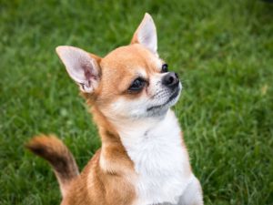 chihuahua bred for hunting