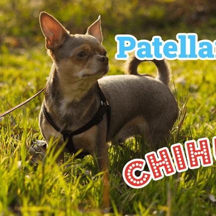 Chihuahua bow legged best sale