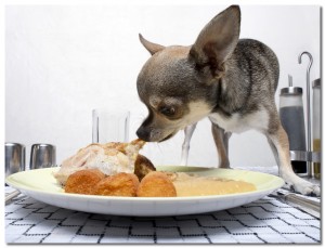 diet for chihuahua to lose weight