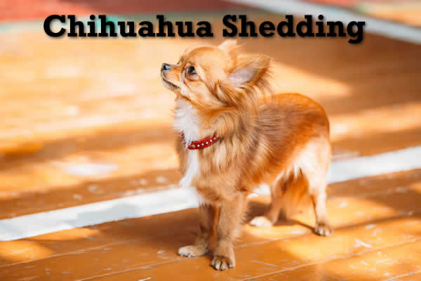 Dealing With A Shedding Chihuahua