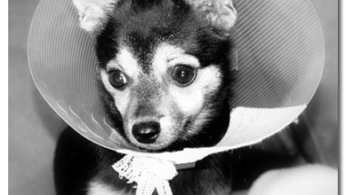 Why Chihuahuas Shake and Shiver