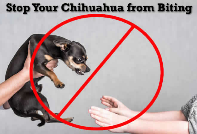 why does my chihuahua bite me?