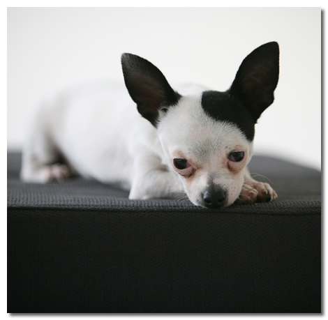 Common Causes of Allergies In Chihuahuas