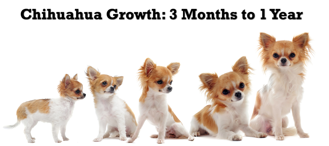 Conventie veiling vrek Chihuahua Puppy Growth Chart