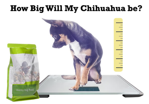 how old is a chihuahua full grown