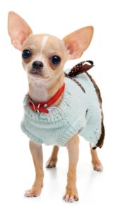 chihuahua sweaters