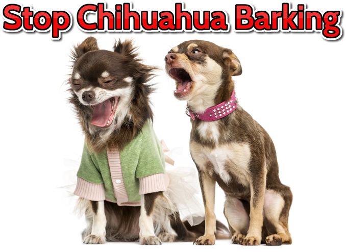 chihuahua barking