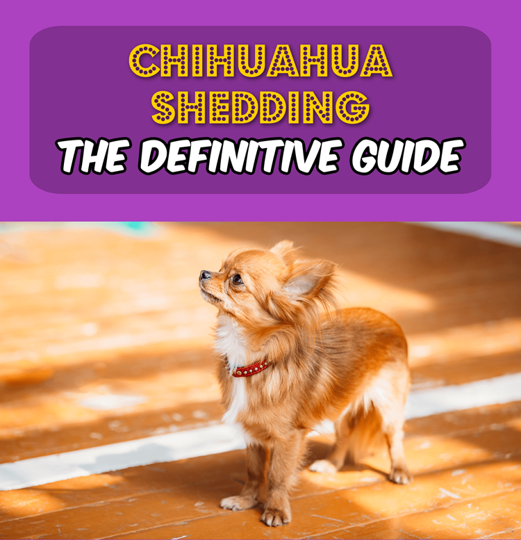 why is my chihuahua shedding so much? 2