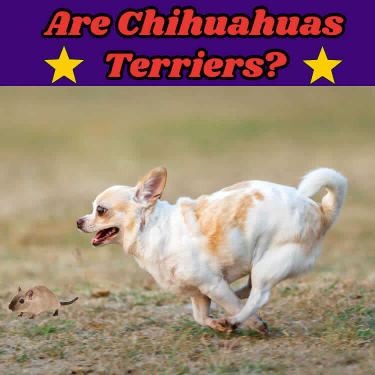 Short fashion legged chihuahua